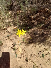 Cyanella lutea lutea