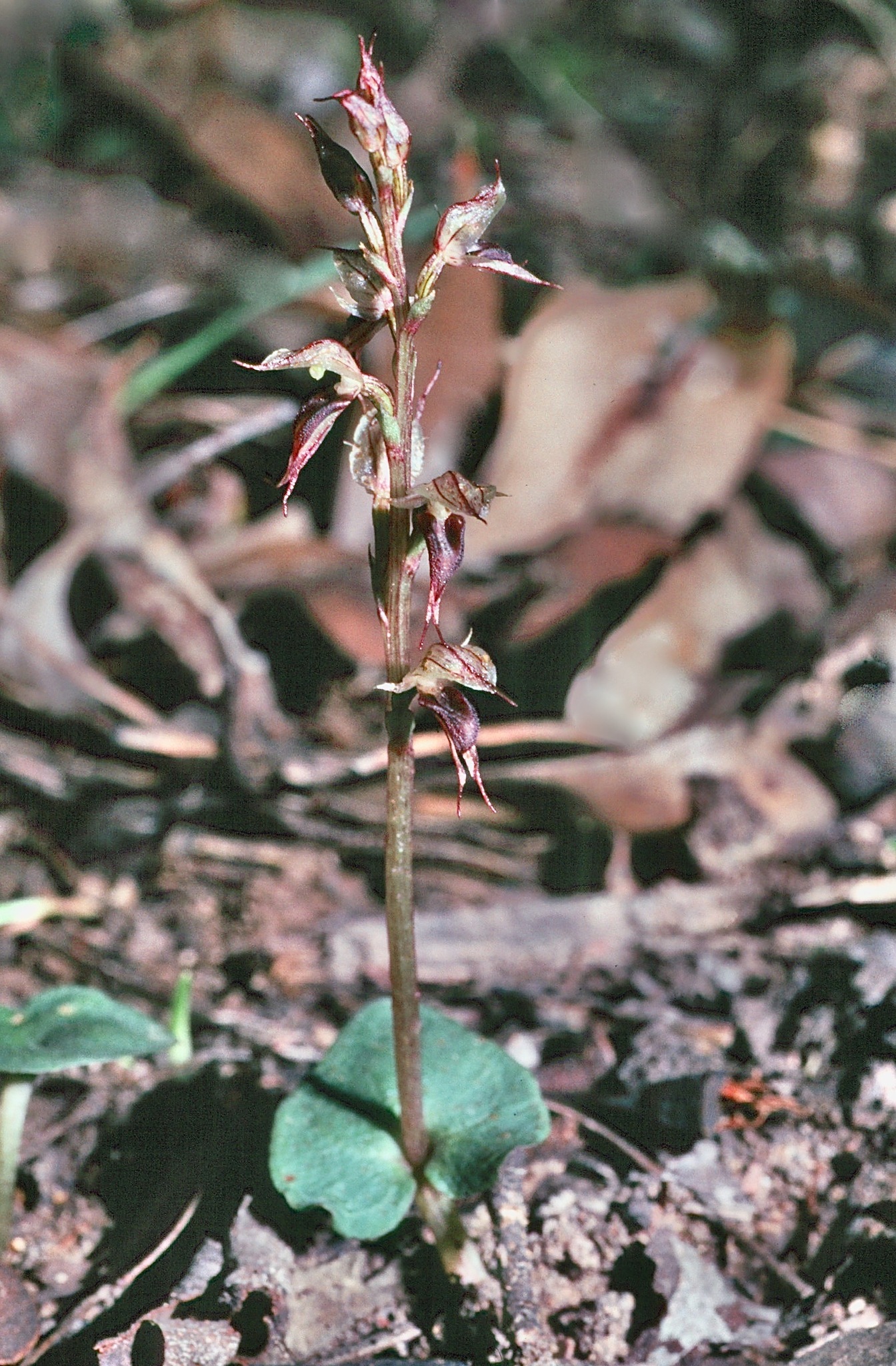 Acianthus