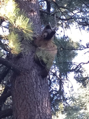 iNaturalist observation photo of American Black Bear