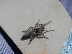 Cyrtopogon