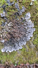 Peltigera rufescens