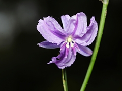Arthropodium