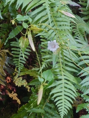 Tripterospermum luzonense