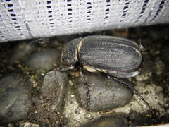 Holotrichia parallela