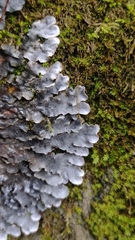 Peltigera rufescens