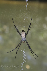 Argiope radon