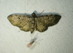 Eupithecia