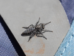 Cyrtopogon
