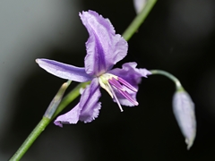 Arthropodium