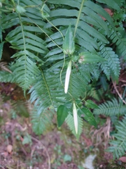 Tripterospermum luzonense