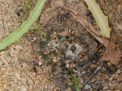 Eriosyce villosa