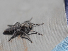 Cyrtopogon