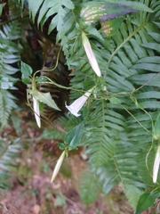 Tripterospermum luzonense