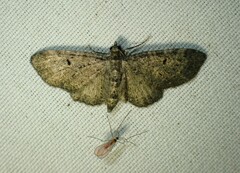 Eupithecia