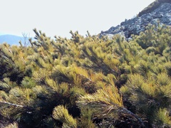 Pinus pumila