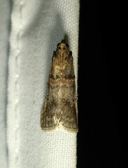 Acrobasis angusella