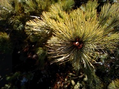 Pinus pumila