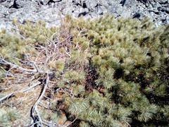 Pinus pumila
