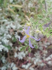 Solanum citrullifolium