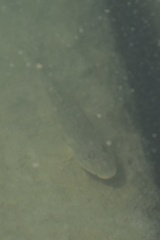 Acanthogobius flavimanus