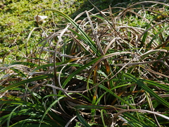 Carex trifida