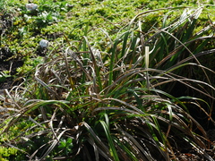 Carex trifida