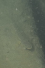 Acanthogobius flavimanus