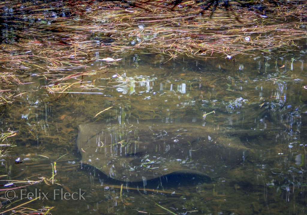 Freshwater Whipray