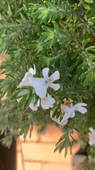 Westringia fruticosa