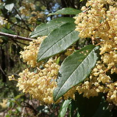 Pomaderris elliptica