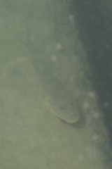 Acanthogobius flavimanus