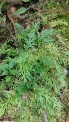 Selaginella pallescens