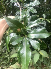Lithocarpus hancei
