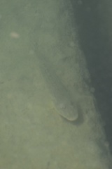 Acanthogobius flavimanus