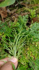 Selaginella pallescens