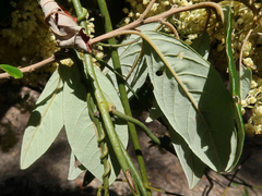 Pomaderris elliptica
