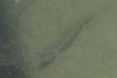 Acanthogobius flavimanus