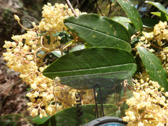 Pomaderris elliptica