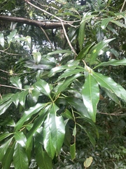 Lithocarpus hancei