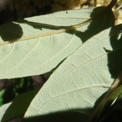 Pomaderris elliptica
