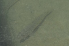 Acanthogobius flavimanus