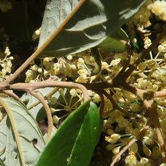 Pomaderris elliptica
