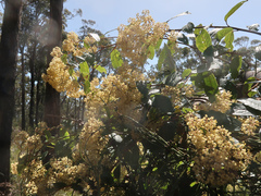 Pomaderris elliptica