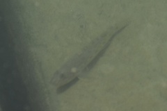 Acanthogobius flavimanus