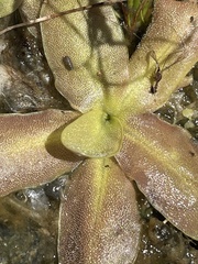 Pinguicula macroceras