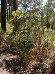 Pomaderris elliptica