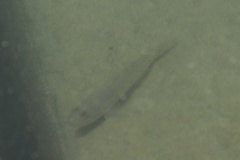 Acanthogobius flavimanus
