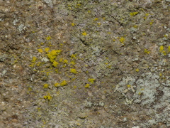 Chrysothrix insulizans