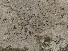 Lecanora saxigena