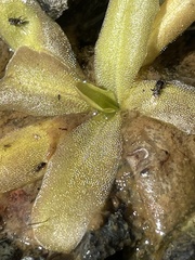 Pinguicula macroceras